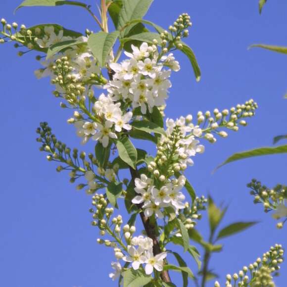 Prunus padus 'Watereri': Bild 2/4