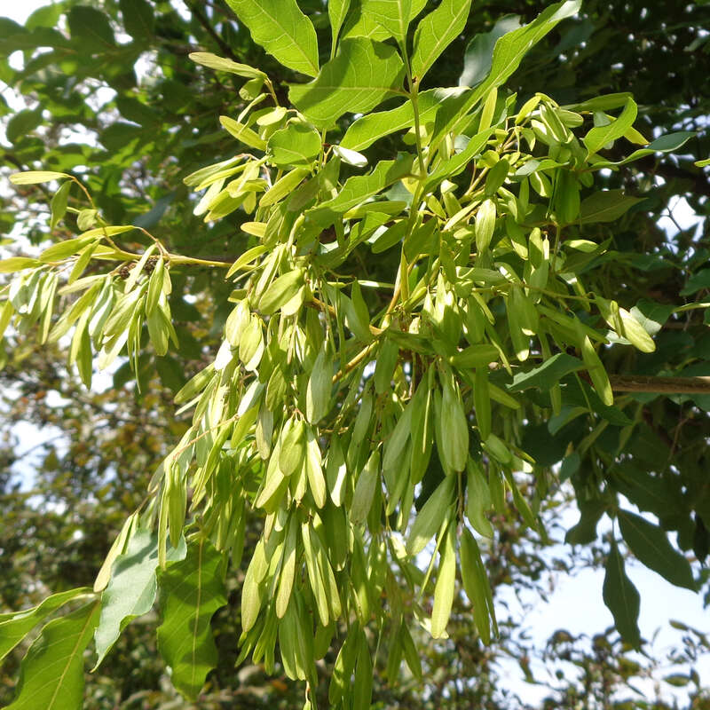 Blumenesche Baum Blumenesche Baum