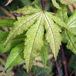 Acer palmatum 'Aka shigitatsu sawa': Bild 1/5