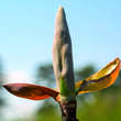Magnolia hypoleuca: Bild 3/3