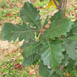 Quercus macranthera: Bild 2/5