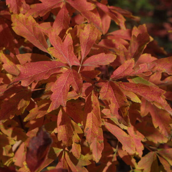 Acer griseum: Bild 5/9 Acer griseum: Bild 5/9