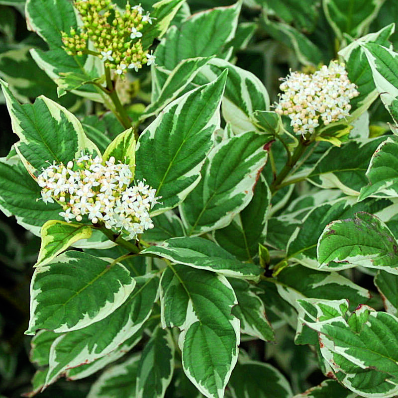 Gelbholziger Hartriegel Cornus sericea 'White Gold' weiß