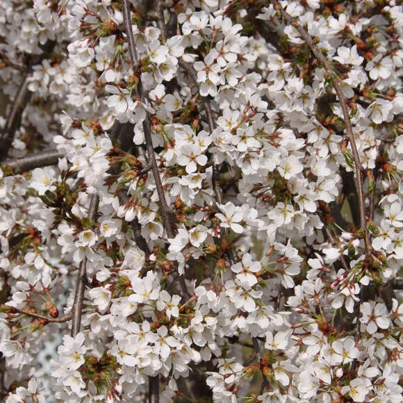 Prunus yedoensis 'Shidare-yoshino': Bild 2/5 Prunus yedoensis 'Shidare-yoshino': Bild 2/5