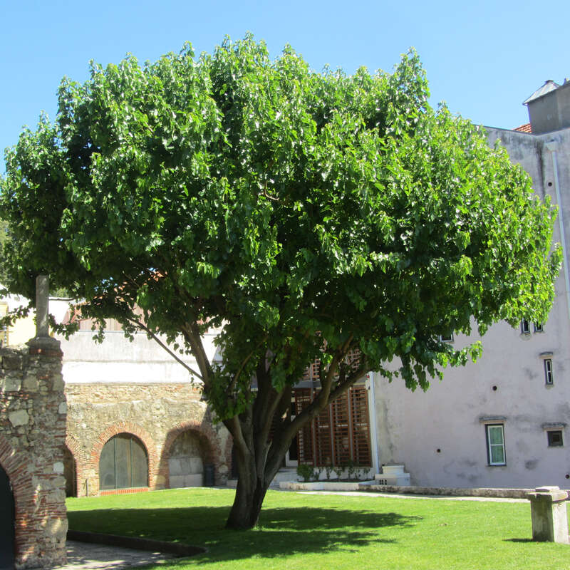 Schwarzer Maulbeerbaum Morus nigra