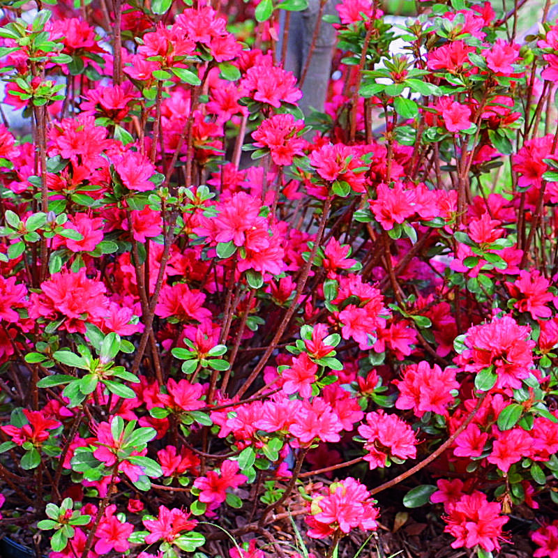 Kleinblumige Azalee - Azalea Japan Hybride - rot - rot