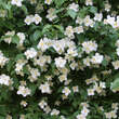 Philadelphus coronarius: Bild 2/3