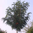 Sorbus scalaris: Bild 4/4