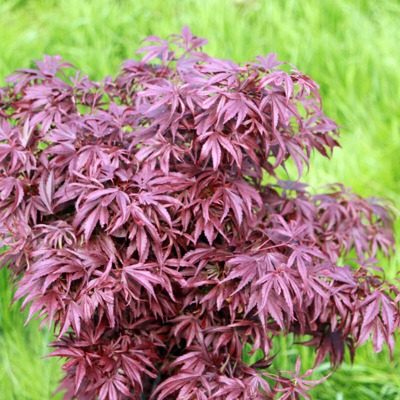 Roter Fächerahorn - Acer palmatum 'Shaina'
