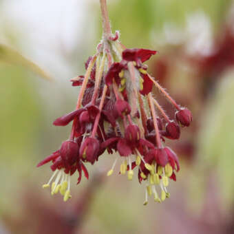 Acer japonicum 'Vitifolium': Bild 3/7
