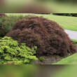 Acer palmatum 'Ornatum' H150+: Bild 6/6