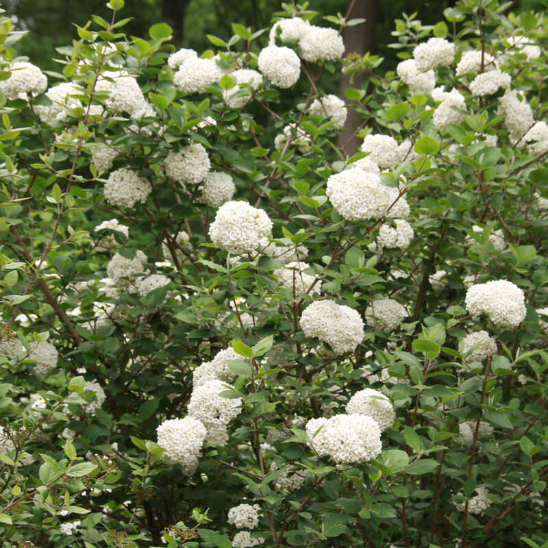 Großer Duftschneeball Viburnum carlcephalum weiß