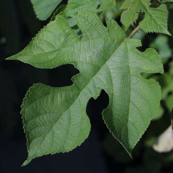 Broussonetia papyrifera: Bild 5/7 Broussonetia papyrifera: Bild 5/7