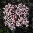 Sambucus nigra 'Black Lace': Bild 3/9