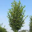 Tilia cordata 'Erecta': Bild 2/3