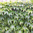 Parthenocissus tricuspidata 'Veitchii': Bild 15/15