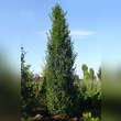 Carpinus betulus 'Lucas': Bild 3/6