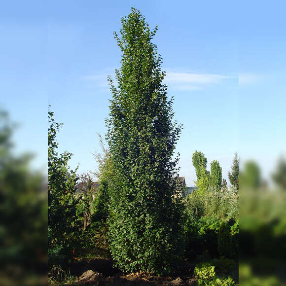 Carpinus betulus 'Lucas': Bild 3/6 Carpinus betulus 'Lucas': Bild 3/6