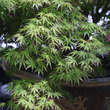 Acer palmatum: Bild 4/6