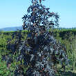 Liquidambar styraciflua 'Worplesdon': Bild 5/6