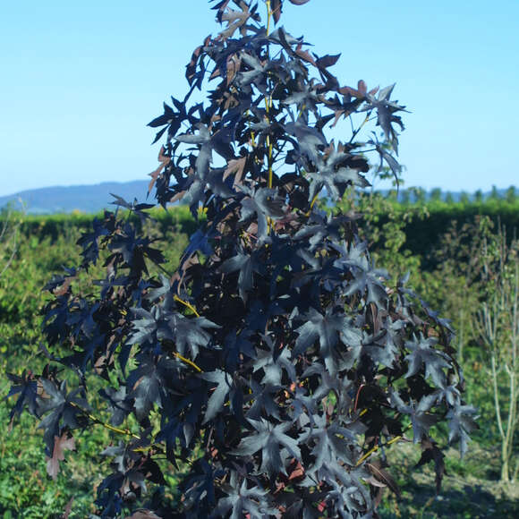 Liquidambar styraciflua 'Worplesdon': Bild 6/7 Liquidambar styraciflua 'Worplesdon': Bild 6/7