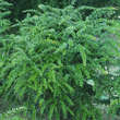 Berberis verruculosa: Bild 5/5