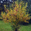 Malus 'Red Sentinel': Bild 5/5