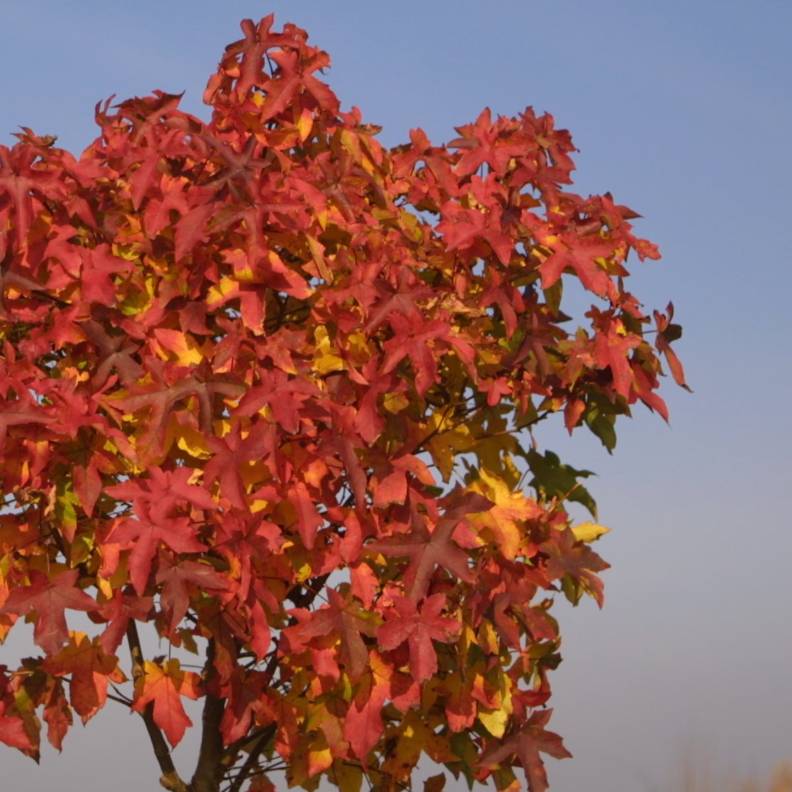 KugelAmberbaum Liquidambar styraciflua 'Gum Ball' grün