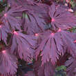 Acer japonicum 'Aconitifolium': Bild 5/7