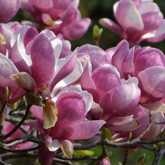 Magnolia soulangeana 'Lennei': Bild 3/6 Magnolia soulangeana 'Lennei': Bild 3/6