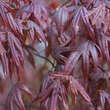 Acer palmatum 'Bloodgood': Bild 3/4