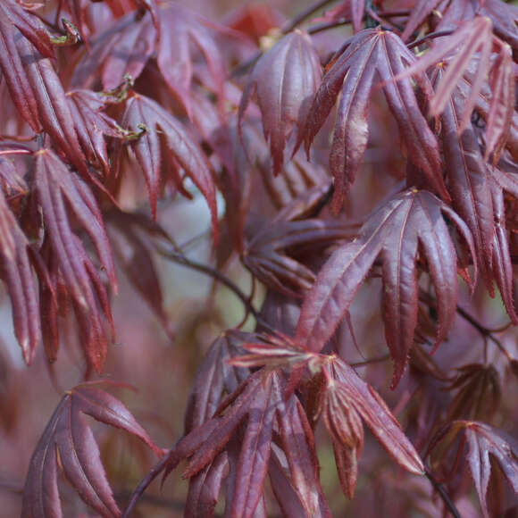 Acer palmatum 'Bloodgood': Bild 3/4 Acer palmatum 'Bloodgood': Bild 3/4