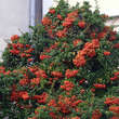 Pyracantha 'Orange Glow': Bild 4/5