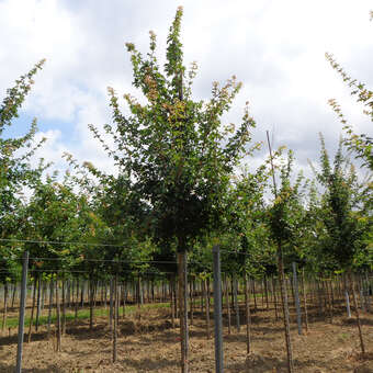 Acer campestre 'Elsrijk': Bild 6/7