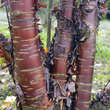 Prunus serrula: Bild 4/8