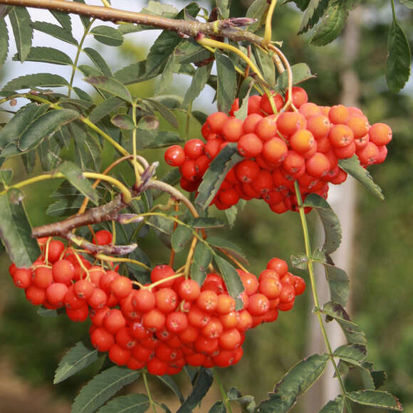 Sorbus aucuparia 'Edulis': Bild 4/6 Sorbus aucuparia 'Edulis': Bild 4/6