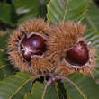 Castanea sativa: Bild 5/9