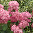 Hydrangea arborescens 'Pink Annabelle': Bild 2/6