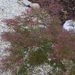 Acer palmatum 'Baldsmith' H150+: Bild 7/7