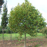 Platanus hispanica 'Alphens Globe' - Kugelplatane