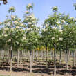 Fraxinus sieboldiana: Bild 4/4