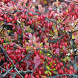 Berberis thunbergii: Bild 2/7