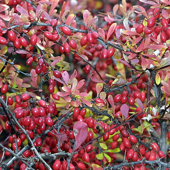 Berberis thunbergii: Bild 2/7