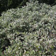 Cornus alba 'Ivory Halo': Bild 2/3