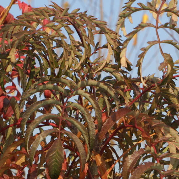 Sorbus 'Chinese Lace': Bild 3/3 Sorbus 'Chinese Lace': Bild 3/3