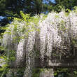 Wisteria floribunda 'Shiro-noda' ('Longissima Alba'): Bild 6/8