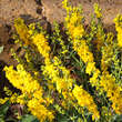 Genista tinctoria 'Plena': Bild 4/5