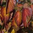 Viburnum dentatum: Bild 4/4