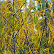 Frangula alnus 'Asplenifolia': Bild 4/6