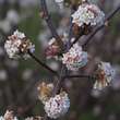 Viburnum bodnantense 'Deben': Bild 2/2